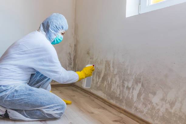 Mold Removal Process in Lake Meade, PA