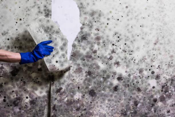 Best Mold Testing  in Lake Meade, PA