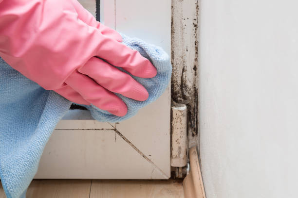 Professional Mold Removal in Lake Meade, PA